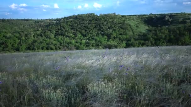 Stipa Lessingiana Jehlová Tráva Dlouhá Tráva Houpající Větru Stepi Krajinném — Stock video