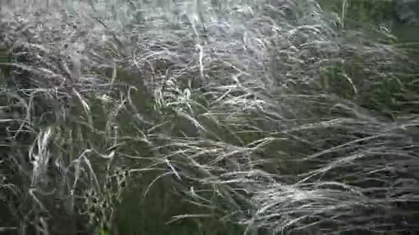 Stipa Lessingiana Needle Grass Long Grass Ondeggiante Nel Vento Dalla — Video Stock