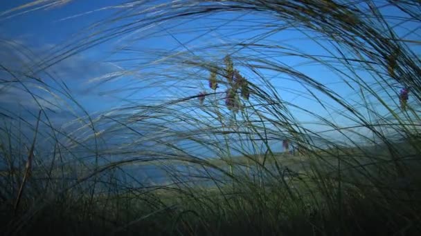 Stipa Lessingiana Игла Трава Длинная Трава Качающаяся Ветру Степи Ландшафтном — стоковое видео