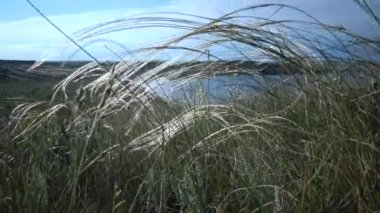 Stipa lessingiana (İğne Çimi, Uzun Çimen), Tiligul halklarının kıyısındaki peyzaj parkında rüzgarda savruluyor. Nadir bulunan bitki, Ukrayna 'nın Kırmızı Kitabı.