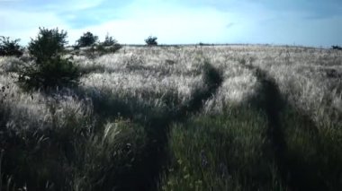 Stipa lessingiana (İğne Çimi, Uzun Çimen), Tiligul halklarının kıyısındaki peyzaj parkında rüzgarda savruluyor. Nadir bulunan bitki, Ukrayna 'nın Kırmızı Kitabı.