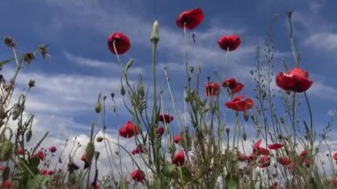 Papaver rhoeas (yaygın gelincik, mısır haşhaşı, mısır gülü, tarla gelinciği), Tiligul haliçlerinin kıyısındaki peyzaj parkındaki bozkırdan çiçek açan bitkiler. Gökyüzüne karşı bulutlu kırmızı çiçekler