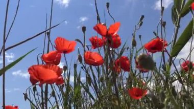 Papaver rhoeas (yaygın gelincik, mısır haşhaşı, mısır gülü, tarla gelinciği), Tiligul haliçlerinin kıyısındaki peyzaj parkındaki bozkırdan çiçek açan bitkiler. Gökyüzüne karşı bulutlu kırmızı çiçekler