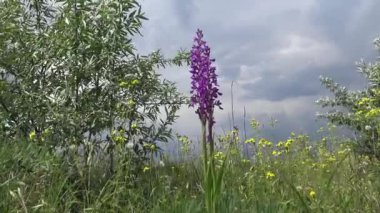 (Orchis mascula) Erken dönem mor orkide, Tiligul haliçinin kıyısındaki Peyzaj Parkı 'ndaki bozkırdan çiçek açan bitkiler. Nadir bulunan bitki, Ukrayna 'nın Kırmızı Kitabı.