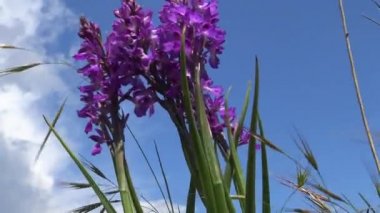 (Orchis mascula) Erken dönem mor orkide, Tiligul haliçinin kıyısındaki Peyzaj Parkı 'ndaki bozkırdan çiçek açan bitkiler. Nadir bulunan bitki, Ukrayna 'nın Kırmızı Kitabı.
