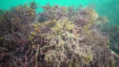 Karadeniz tekir balığı alg kistosira çalılıklarında yüzer.