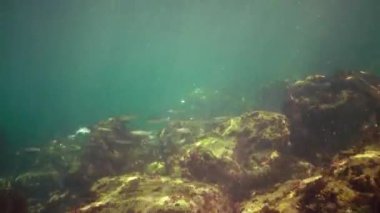 Karadeniz tekir balığı alg kistosira çalılıklarında yüzer.