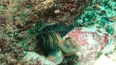 Tavus kuşu blenny (Salaria pavo) (Blennidae). Karadeniz. 