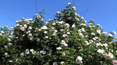 Doğa Ukrayna. Yaban gülü, Berezan adasının kıyısında, Ukrayna