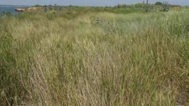 Berezan adasında bozkır bitki örtüsü, rüzgarda hareket eden bitkilerin sivri, Karadeniz.