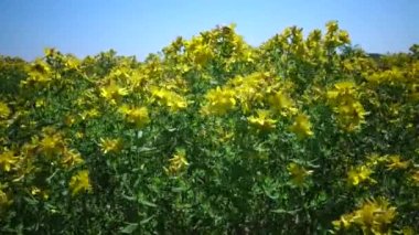Hypericum perforatum, perforate St John's-wort, ortak Saint John's wort ve St John's wort olarak bilinen, aile Hypericaceae bir çiçekli bitkidir. Berezan island, Ukrayna