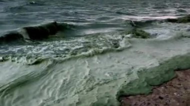 Ukrayna, Odessa, Karadeniz - 08 Haziran 2019: Karadeniz'de ekolojik felaket. Mavi-yeşil yosun ların büyük gelişimi, su çiçekleri. Deniz kirliliği, ötrofikasyon, Odessa Körfezi, Karadeniz, Ukrayna