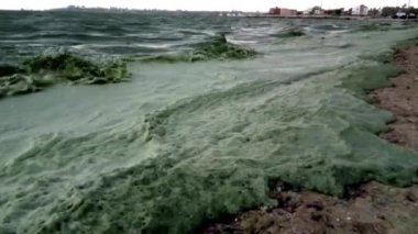 Karadeniz'de ekolojik felaket. Mavi-yeşil yosun ların büyük gelişimi, su çiçekleri. Deniz kirliliği, ötrofikasyon, Odessa Körfezi, Karadeniz, Ukrayna