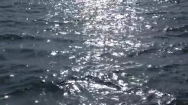 Parlama, deniz suyunda güneşin yansıması. Karadeniz, Ukrayna