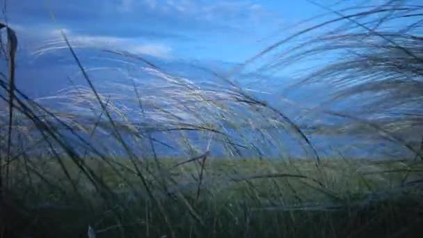 Stipa Lessingiana Naaldgras Lang Gras Zwaaiend Wind Vanaf Steppe Het — Stockvideo