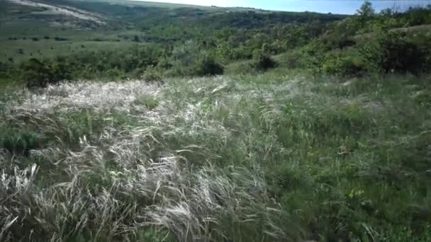 Stipa Lessingiana Игла Трава Длинная Трава Качающаяся Ветру Степи Ландшафтном — стоковое видео