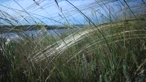Stipa Lessingiana Needle Grass Long Grass Swaying Wind Steppe Landscape — Stock Video