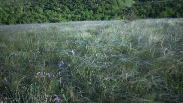 在蒂里古尔河口河岸的风景公园的草原上 无针草 长草在风中摇曳 稀有植物 乌克兰红皮书 — 图库视频影像