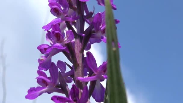 蘭は男性的です 初期紫色の蘭 ティリグル河口の銀行の景観公園の草原からの開花植物 珍しい植物 ウクライナのレッドブック — ストック動画