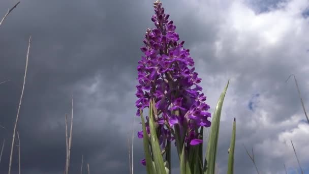 Orchis Mascula Korai Lila Orchidea Virágzó Növények Sztyeppéről Táj Parkban — Stock videók