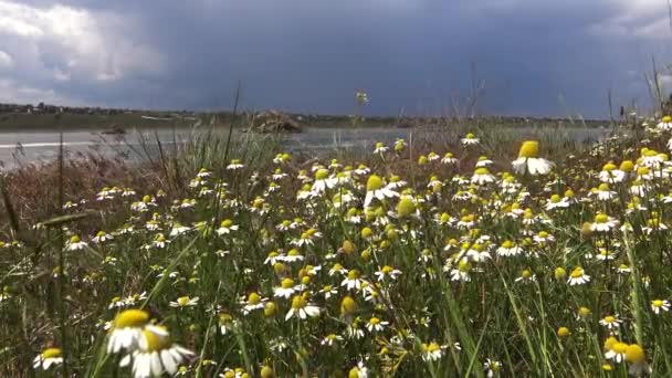 Matricaria Chamomilla Matricaria Recutita Steppe Ukrainienne Plantes Fleurs Balançant Dans — Video