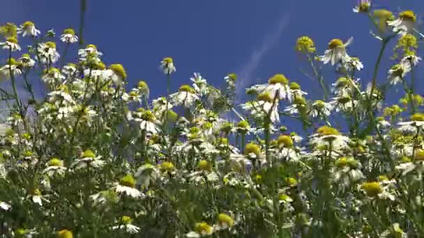 Matricaria Chamomilla Matricaria Recutita Ukrainsk Stäpp Blommande Växter Gungar Vinden — Stockvideo