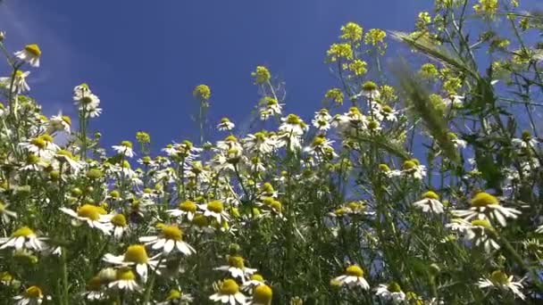 Matricaria Chamomilla Matricaria Recutita Ουκρανική Στέπα Ανθισμένα Φυτά Που Λικνίζονται — Αρχείο Βίντεο