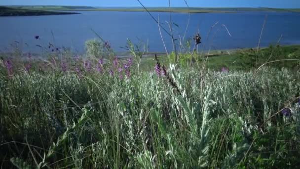 Ukrayna Bozkırı Çimenler Çiçek Açan Bitkiler Rüzgârda Savruluyor Tiligul Nehrinin — Stok video