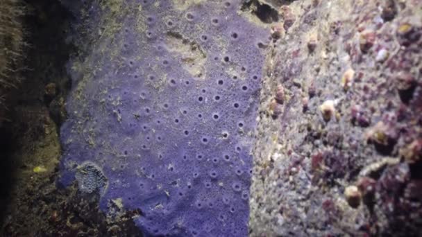 Olika Typer Havssvampar Påväxt Fallgropar Svarta Havet — Stockvideo