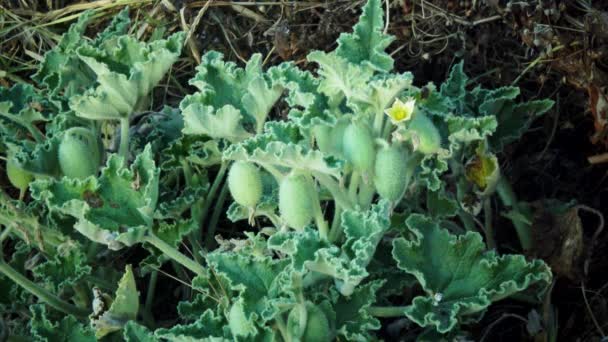 Ecballium Género Plantas Con Flores Perteneciente Familia Cucurbitaceae — Vídeo de stock