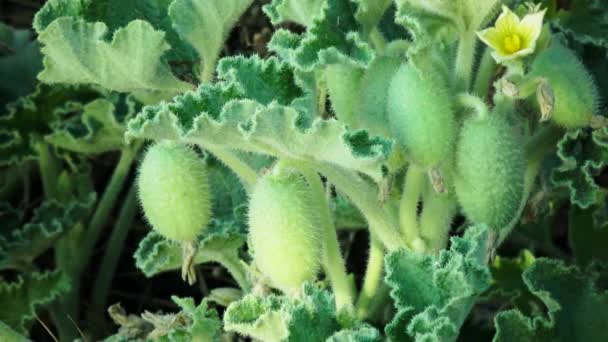 Ecballium Genere Piante Fiore Della Famiglia Delle Cucurbitaceae Contenente Una — Video Stock
