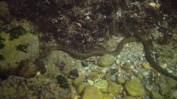 Dice Snake Natrix Tessellata Hunts Fish Underwater European Nonvenomous Snake — Stock Video