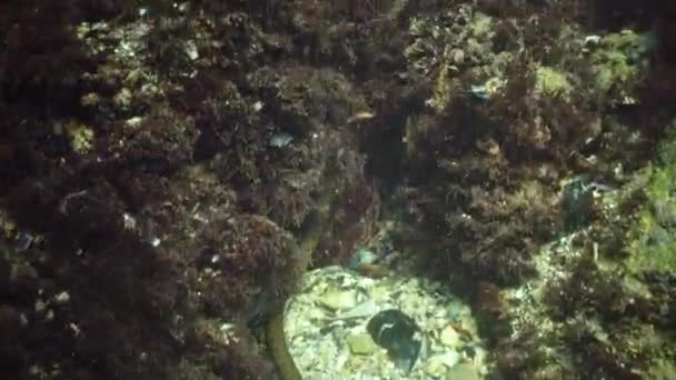 Die Würfelnatter Natrix Tessellata Jagt Fische Unter Wasser Europäische Ungiftige — Stockvideo