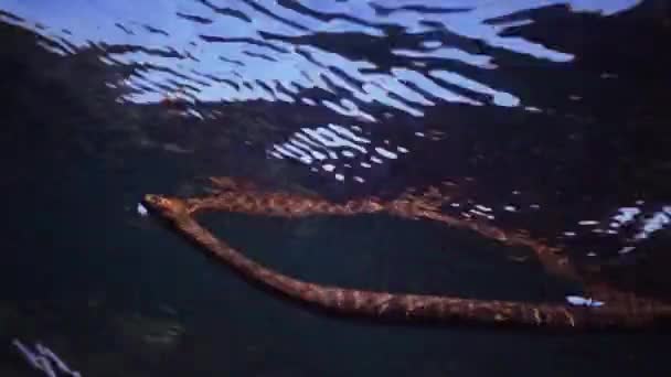 Cobra Dados Natrix Tessellata Caça Peixes Subaquáticos Cobra Europeia Não — Vídeo de Stock