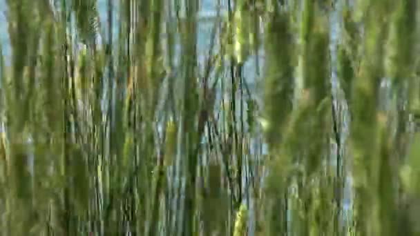 ベレザン島の草原植物 風の中を移動する植物の小さなきずれ — ストック動画