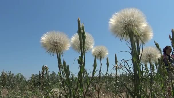 Tragopogon Auch Bekannt Als Ziegenbart Oder Schwarzwurzel Tragopogon Pratensis — Stockvideo