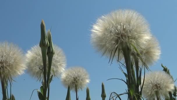 Tragopogon Também Conhecido Como Barba Cabra Salsify Tragopogon Pratensis — Vídeo de Stock