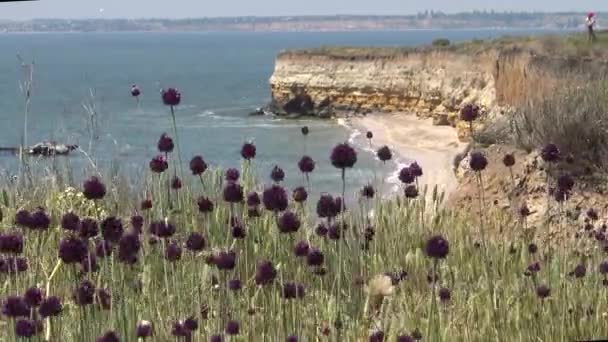 Wildzwiebeln Der Küste Der Insel Berezan Borysthenes Pirezin Ist Eine — Stockvideo