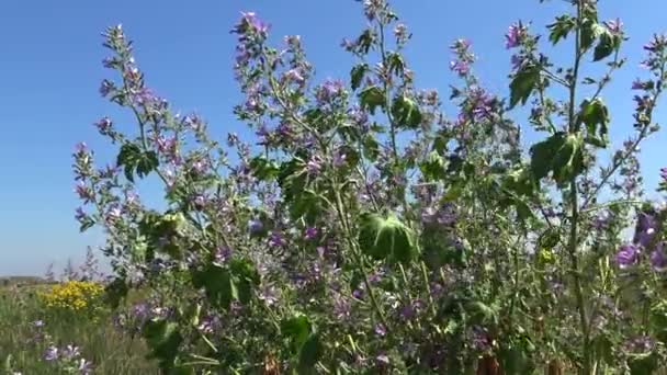 Vegetazione Steppa Sull Isola Berezan Piante Fiorite Ondeggianti Nel Vento — Video Stock