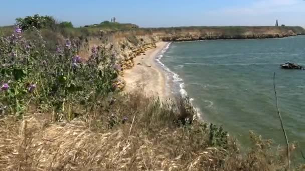 Adadaki Bozkır Bitki Örtüsü Berezan Rüzgarda Sallanan Çiçekli Bitkiler Karadeniz — Stok video