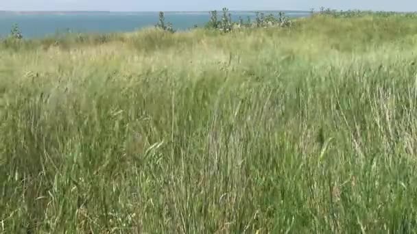 Степная Растительность Острове Березан Колоски Растений Движущихся Ветру Черное Море — стоковое видео