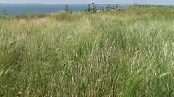 Vegetación Estepa Isla Berezan Espiguillas Plantas Que Mueven Viento Mar — Vídeo de stock