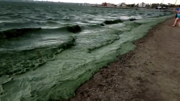 ウクライナ オデッサ 2019年6月08日 黒海の生態学的災害 青緑藻の大規模な開発 水が咲く 海の汚染 富栄養化 オデッサ湾 ウクライナ — ストック動画