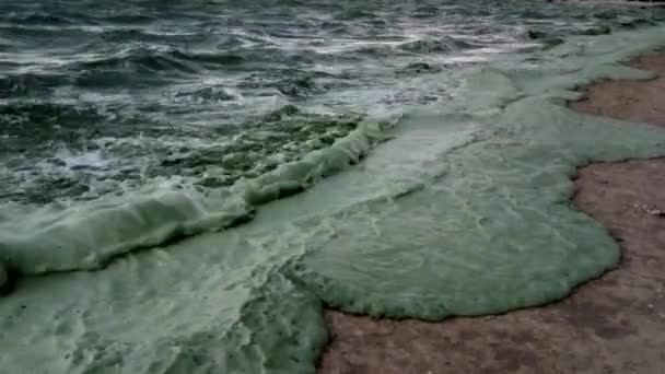 Ukraina Odessa Svarta Havet Juni 2019 Ekologisk Katastrof Svarta Havet — Stockvideo