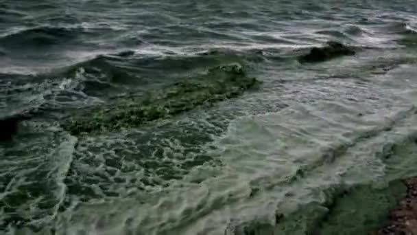 乌克兰 奥德萨 2019年6月8日 黑海生态灾难 蓝绿藻的大规模发展 海洋污染 富营养化 奥德萨湾 乌克兰 — 图库视频影像