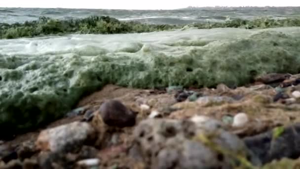 Экологическая Катастрофа Черном Море Массовое Развитие Сине Зеленых Водорослей Цветение — стоковое видео