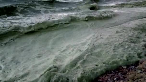 Karadeniz Ekolojik Felaket Mavi Yeşil Yosun Ların Büyük Gelişimi Çiçekleri — Stok video