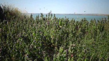 Vanessa cardui, boyalı kadın olarak bilinen, kozmopolit olarak bilinen renkli bir kelebektir. Çiçekler üzerinde kelebek sürüleri nektar toplamak, Khadzhibey Haliç Sahili, Ukrayna.