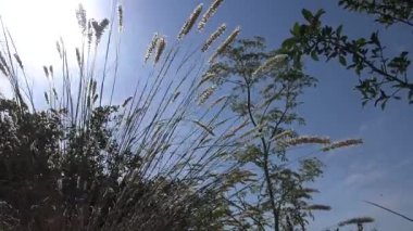 Bir bozkır bitkisinin clods güneşin arka planında rüzgarda sallar. Ukrayna, Khadzhibey haliç
