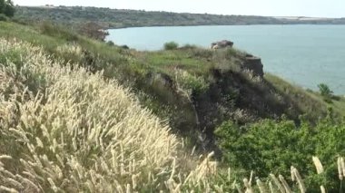 Kıyı Hadzhibey haliç, rezervuar kıyısında yabani bozkır bitki örtüsü. Ukrayna Yaban Hayatı